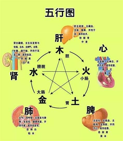 五臟六腑 五行|脏腑